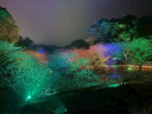 2026 花見櫻花季：夜櫻賞燈・光櫻繪夢